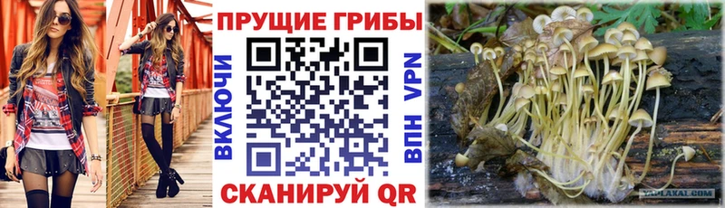 Галлюциногенные грибы прущие грибы  даркнет Telegram  Кириши 